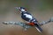 Great spotted Woodpecker on a Lichen covered perch