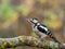 Great Spotted Woodpecker Male on Tree Branch