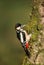 Great spotted woodpecker pecking on a mossy birch tree