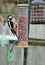 Great spotted Woodpecker perched
