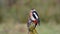 Great spotted woodpecker perched