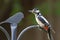 Great Spotted Woodpecker perched on a railing