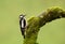 Great Spotted Woodpecker perching on a mossy tree trunk