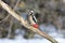 The great spotted woodpecker sits on its tail a bright sunny da
