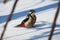 Great spotted woodpecker sits on the snow, arriving for the meal