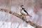 The great spotted woodpecker sitting on a branch with flaking bark.