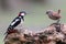 Great spotted woodpecker With a stuffed bird