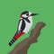 Great spotted woodpecker vector illustration