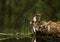 Great spotted woodpecker beside water