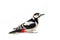 Great Spotted Woodpecker on white