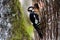 Great-spotted woodpeckers feeding