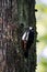 Great-spotted woodpeckers feeding