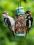 Great spotted woodpeckers feeding at a peanut feeder.