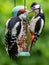 Great spotted woodpeckers feeding at a peanut feeder.