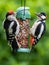 Great spotted woodpeckers feeding at a peanut feeder.