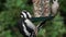 Great spottet woodpecker