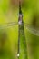 Great Spreadwing Damselfly