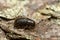 Great spruce bark beetle, Dendroctonus micans on pine bark