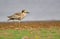 Great stone curlew bird