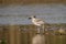 Great Stone-Plover
