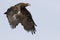 A great strong bird of prey, Steppe Eagle, flying in a dynamic pose in neutral background.