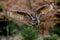 A great strong brown owl with huge red eyes flying through the forest directly to the photographer on a red and green trees backgr