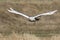 A great strong white owl with huge yellow eyes and wide spread wings flying above steppe directly to the photographer.