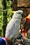 Great SulFur Crested Cockatoo large white and yellow