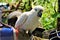 Great SulFur Crested Cockatoo large white and yellow