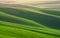 Great Summer Landscape With Fields Of Wheat. Natural Spring Rural Landscape In Green Color. Green Wheat Field With Stripes And W