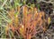 Great sundew, Drosera anglica
