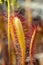 Great sundew, Drosera anglica