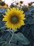 A great sunflower