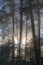 Great sunrays in the pine forest with magic of light, fog and sunshine at sunrise part 7