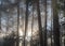 Great sunrays in the pine forest with magic of light, fog and sunshine at sunrise part 8