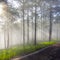Great sunrays, sunshine with foggy background in the forest part 4