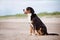 Great swiss mountain dog on the beach