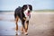 Great swiss mountain dog on the beach