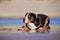 Great swiss mountain dog on the beach