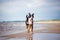 Great swiss mountain dog running on the beach