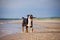 Great swiss mountain dog running on the beach