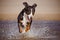 Great swiss mountain dog running on the beach