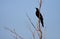 Great-tailed Grackle