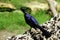 Great tailed grackle