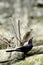 Great Tailed Grackle