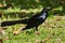 Great-tailed Grackle