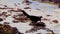 Great-Tailed Grackle bird is eating sargazo on beach Mexico