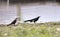 Great Tailed Grackle Bird, Lake Watson, Prescott Arizona USA