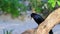 Great-tailed Grackle bird sits on plant tree nature Mexico