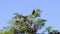 Great-tailed Grackle bird sits on tropical tree crown Mexico